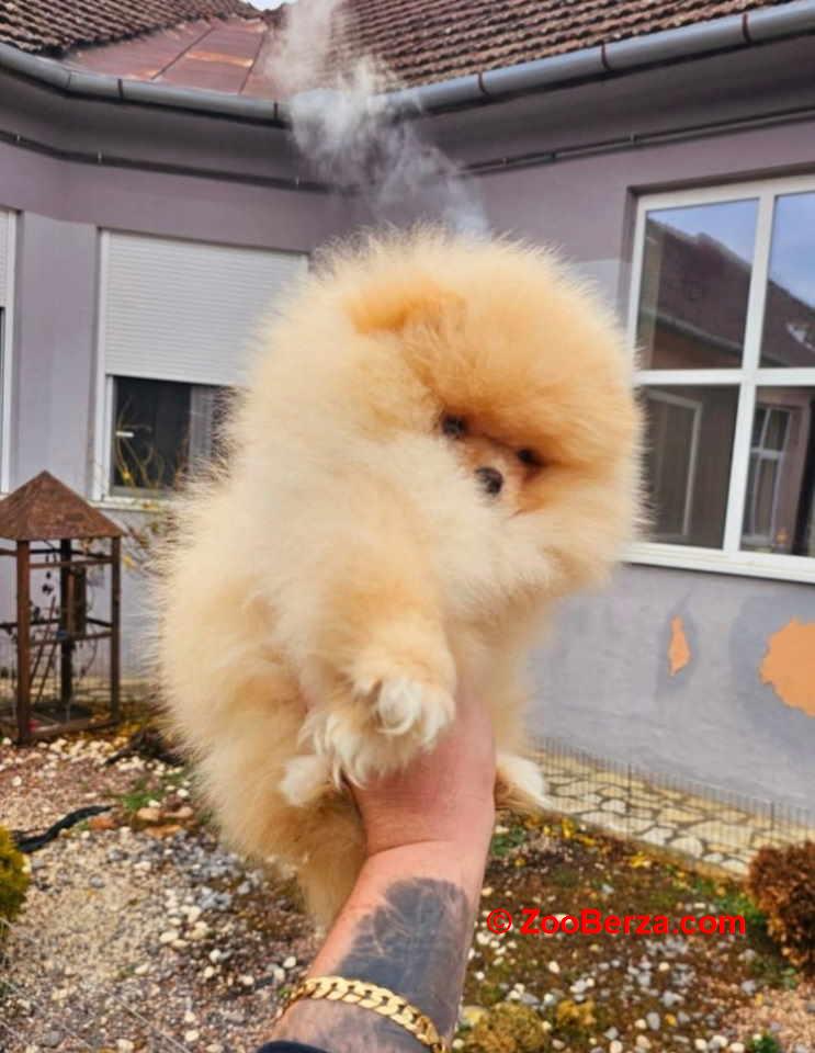 Najlepsi Pomeranci Boo  