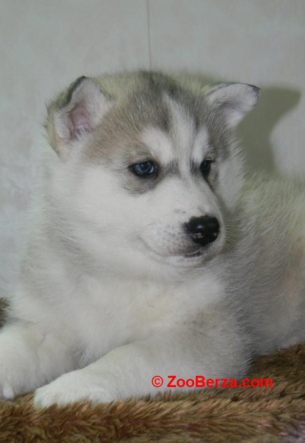 Samojed i SIbirski Haski štenci