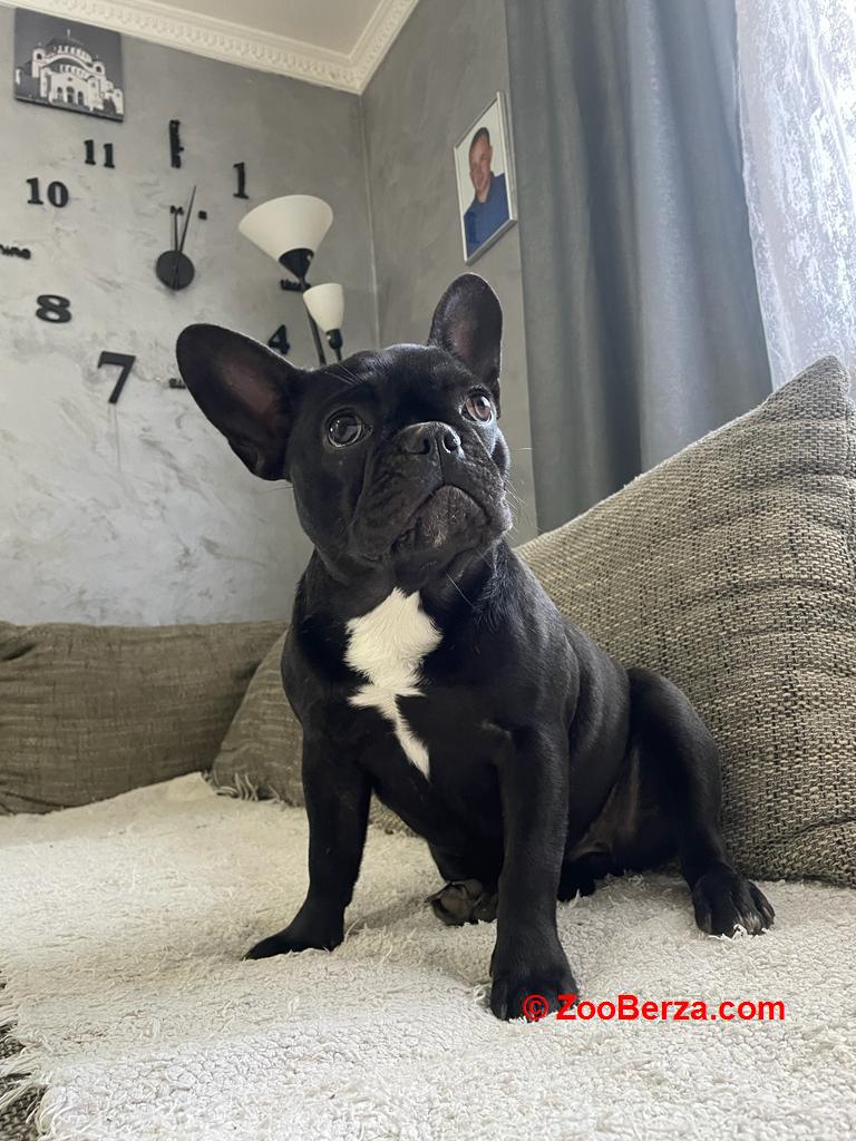 Francuski buldog štene 