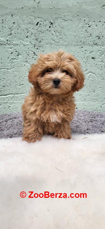 Mini Maltipoo štenci