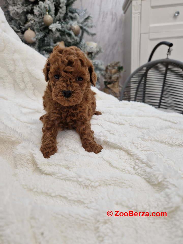 Savršene toy pudle u crvenoj boji 