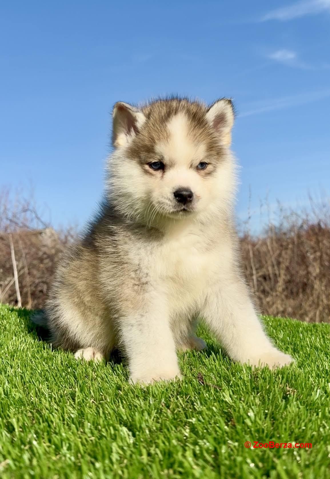 Pomsky-pomski (pomeranac + haski)