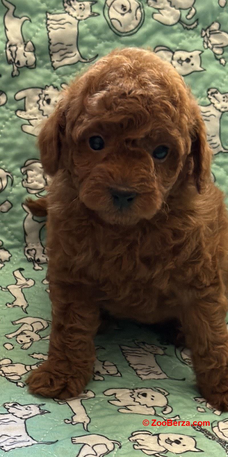 Toy Pudle na prodaju