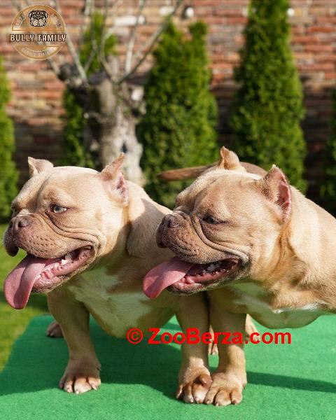 American bully exotic štenci