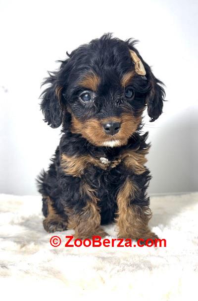 Cavapoo-kavapu (Cavalier + toy pudla)