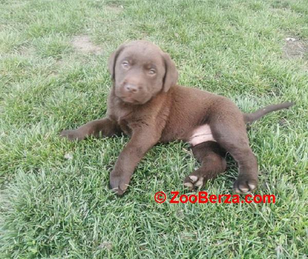 Čokoladni labrador 