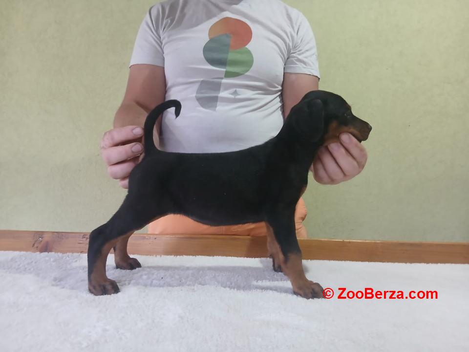 Vrhunski Doberman štenci 6 nedelja 