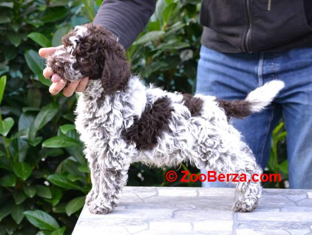 Lagotto Romagnolo štenci