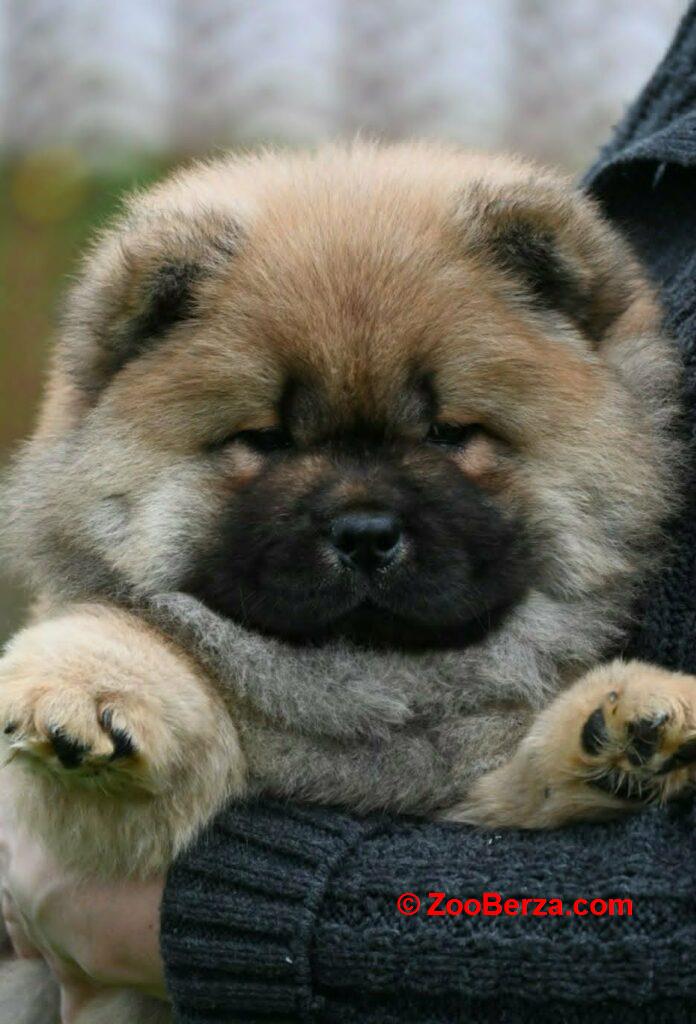 Chow Chow Čau Čau štenci