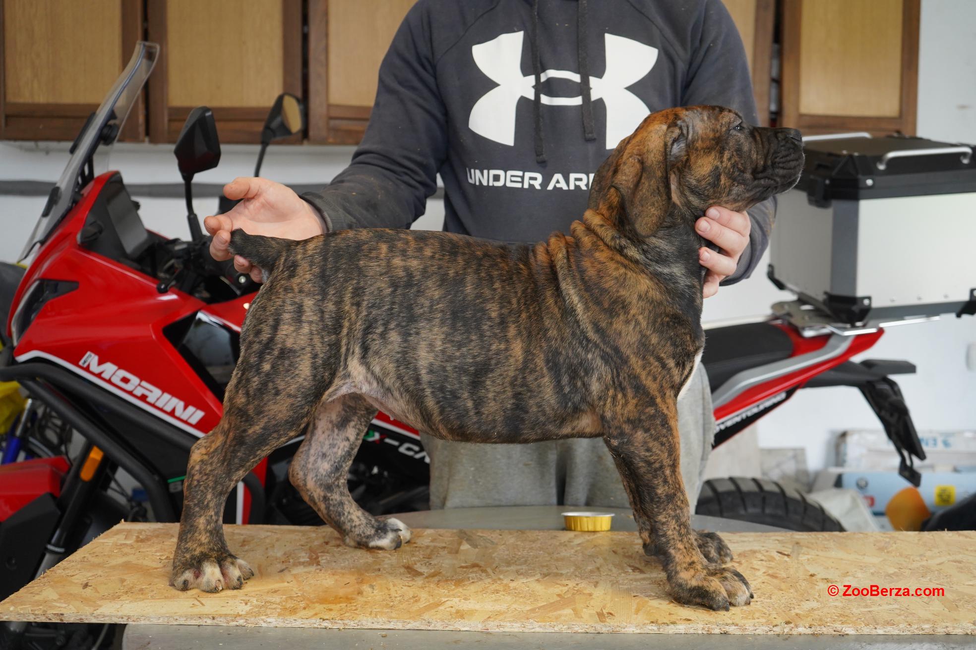 Južnoafrički mastif - Boerboel štenci