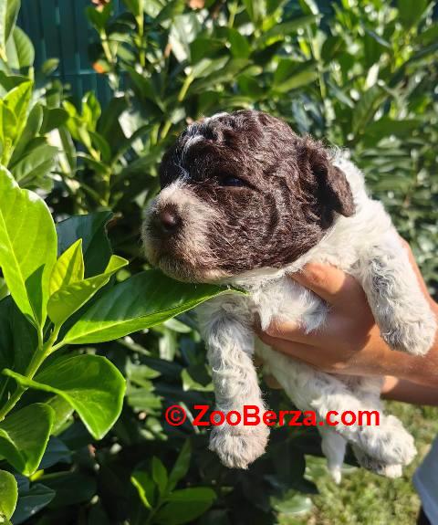 Lagotto Romagnolo štenci