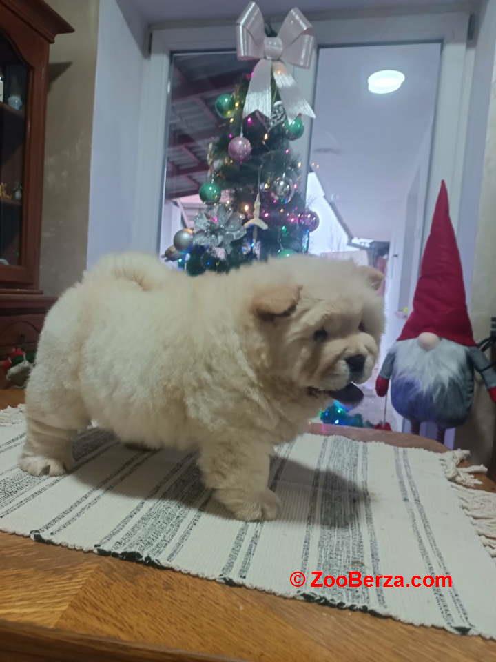 Na prodaju jedna devocica chow chow stara 50 dana 