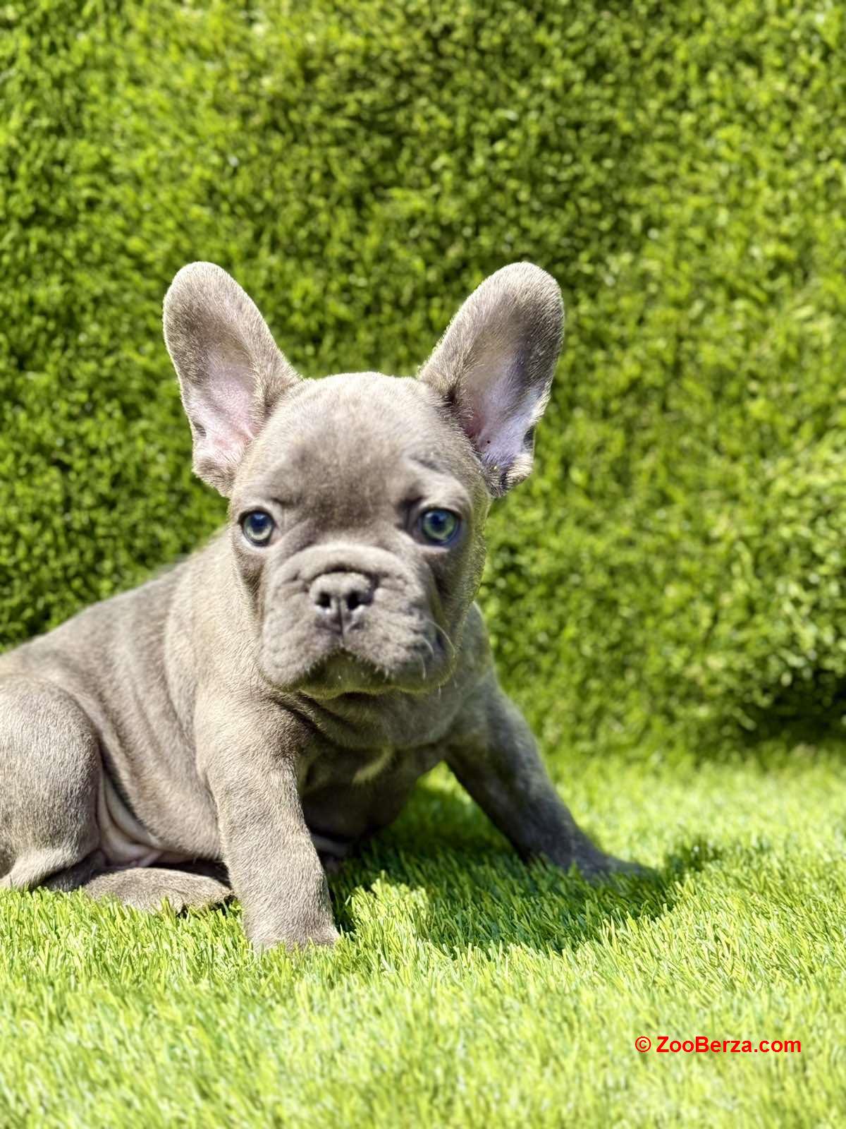Francuski Buldog prelepi štenci
