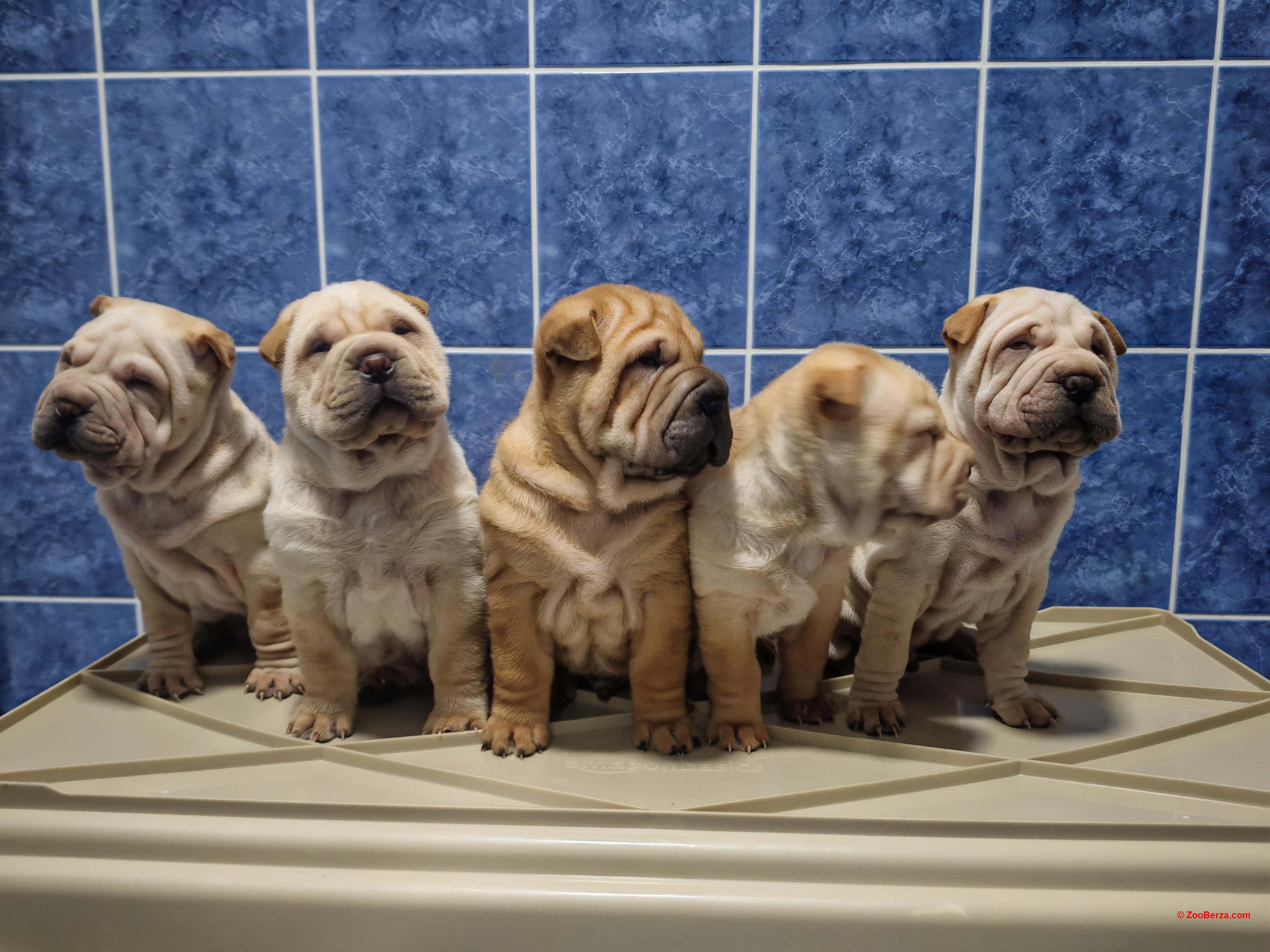 Stenci Shar peia