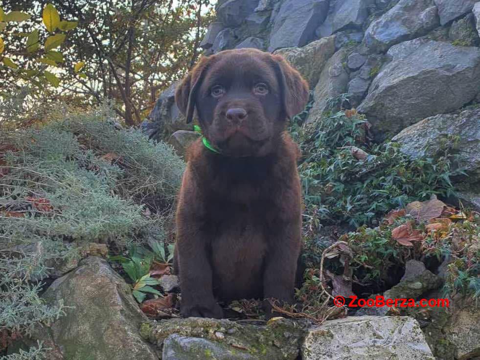 Labrador retriver čokoladni štenci na prodaju