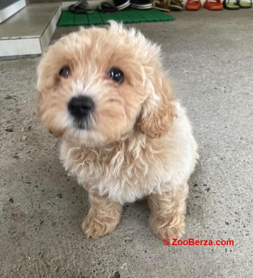 Maltipoo prelepi štenci