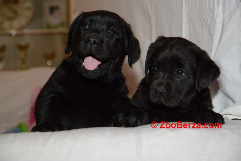 LABRADOR štenci, žute i crne boje