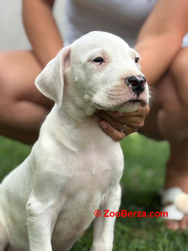 Dogo Argentino štenci