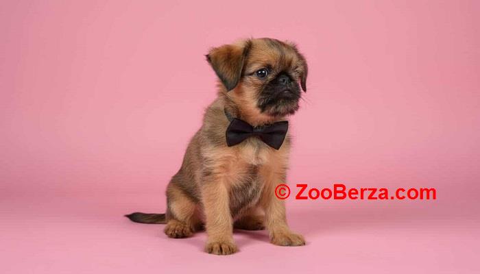 Briselski Grifon – vrhunsko muško štene