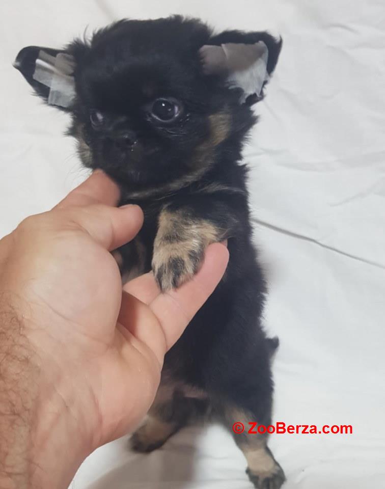 Mini CIVAVE  oba pola kratkodlaki i dugodlaki   