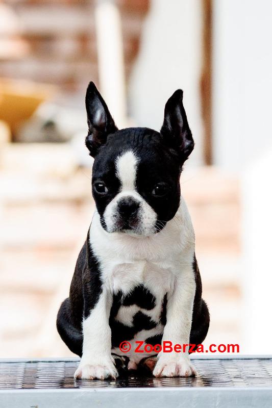 Boston terrier