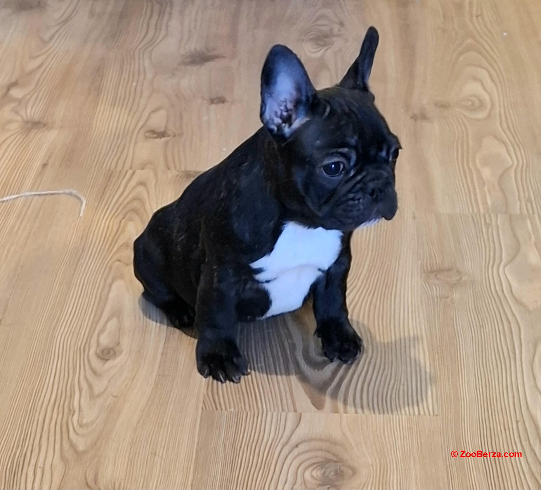 Francuski Buldog prelepi štenci