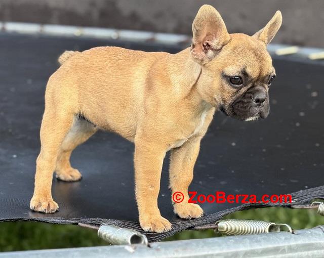 Francuski Buldog