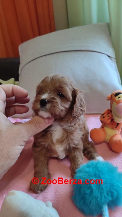 Cavapoo stenci 2025