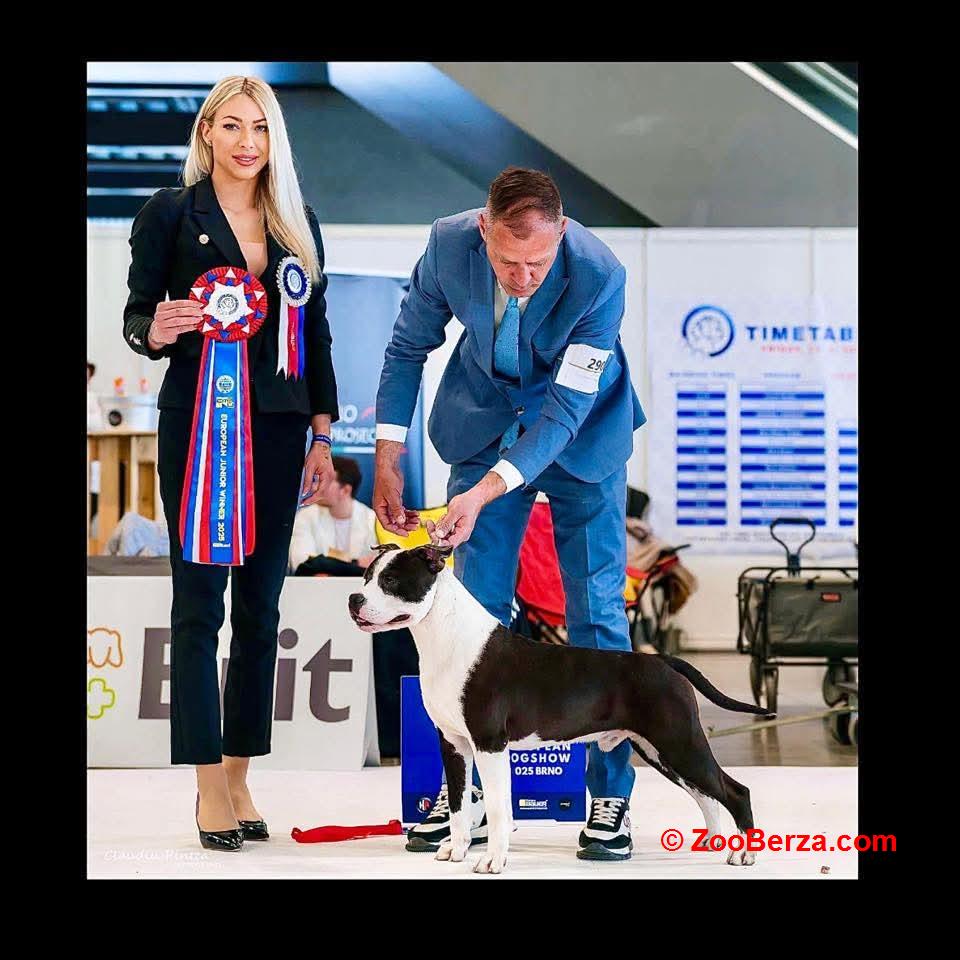 Američki staford terijer prelepi štenci