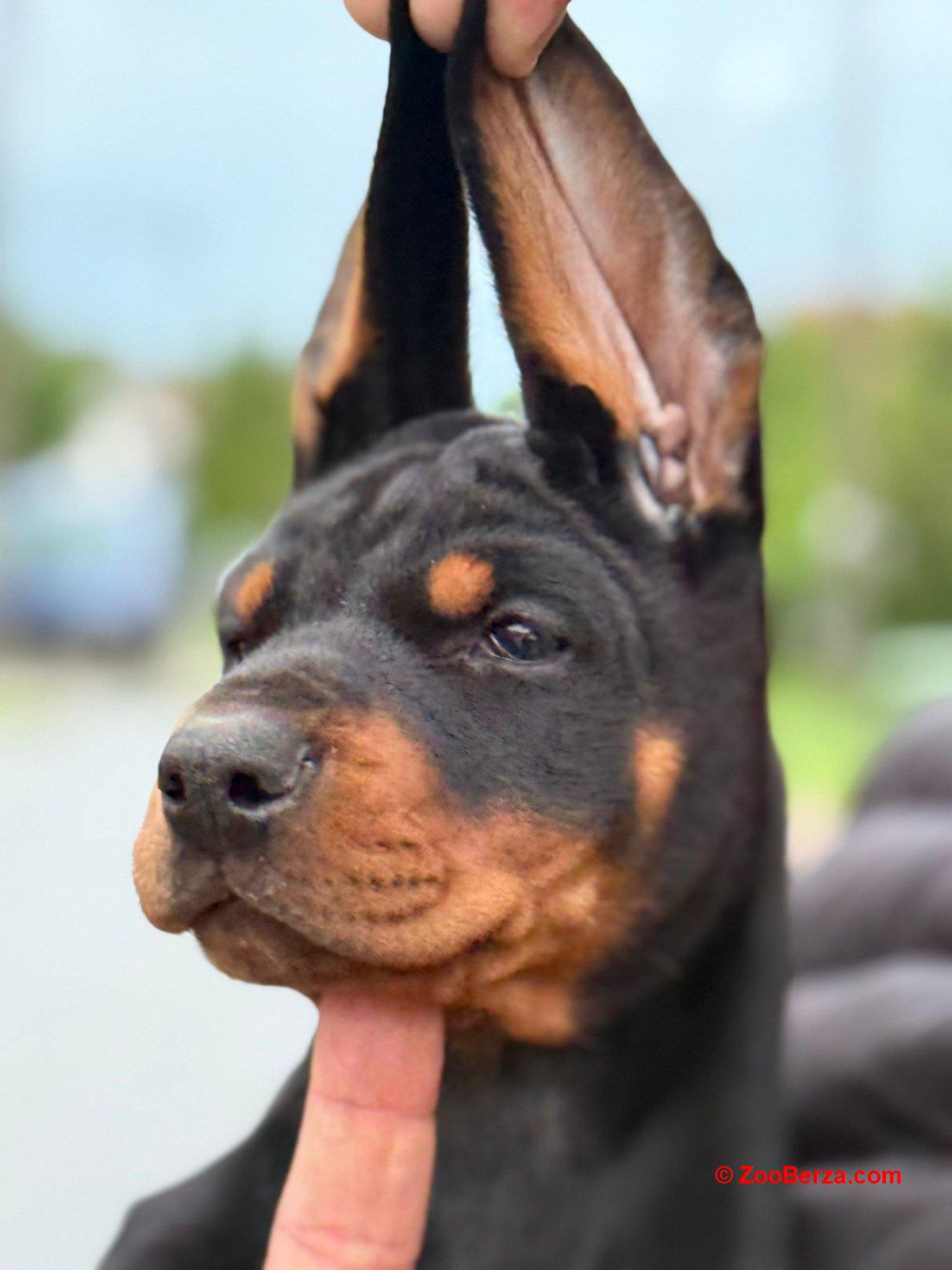 Doberman prelepi stenci
