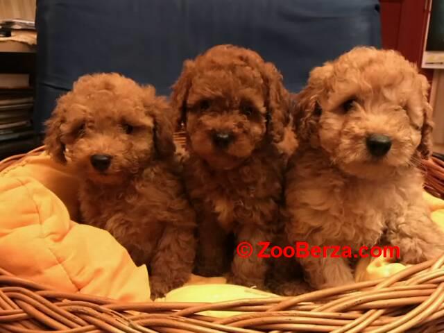 Prelepe Francuske Toy i patuljaste pudle 