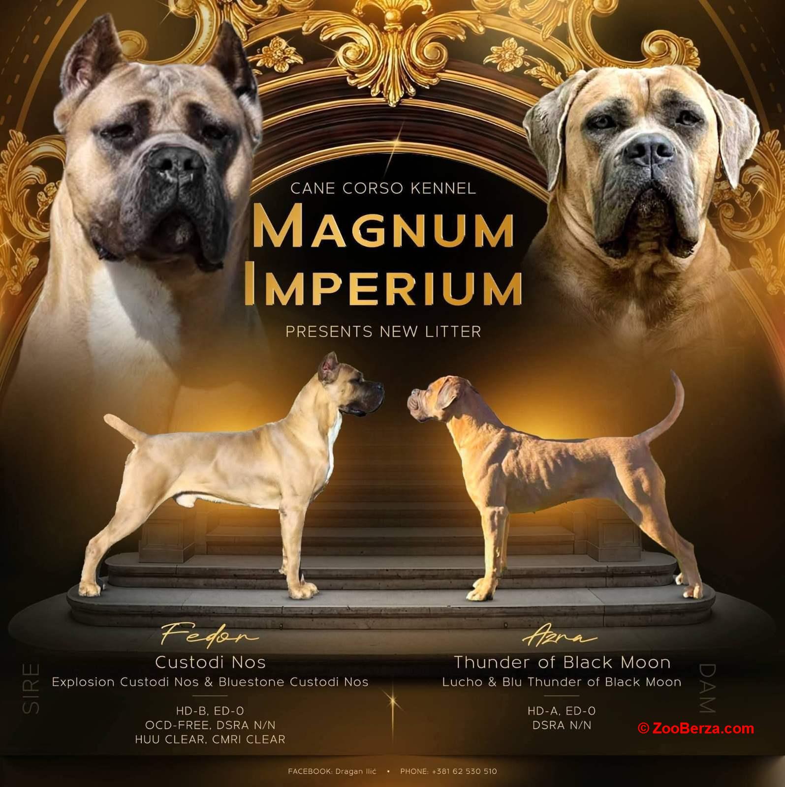Cane Corso Kane Korso prelepi formentino štenci