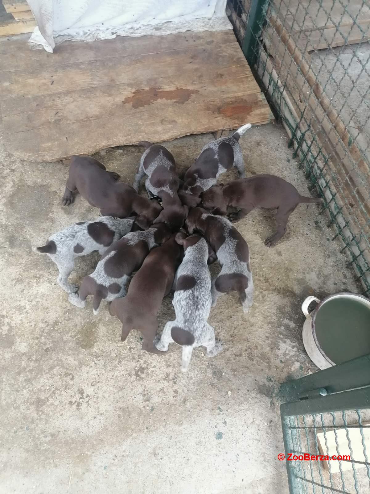 Nemački kratkodlaki ptičar 