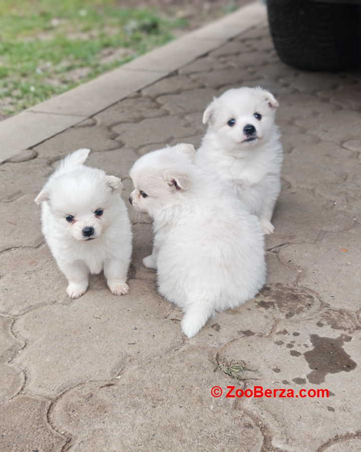 Nemački špic, štenci snežno bele boje 