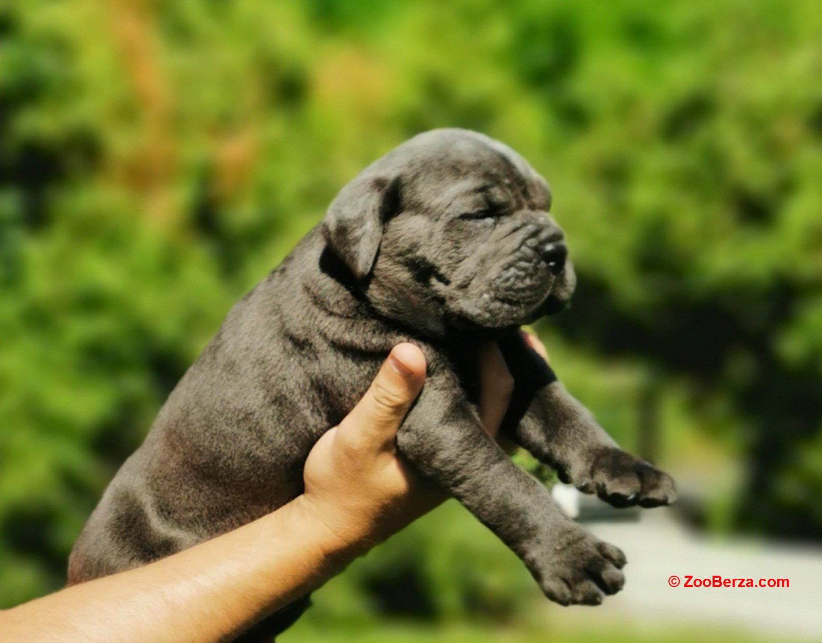 Cane Corso Kane Korso žensko štene