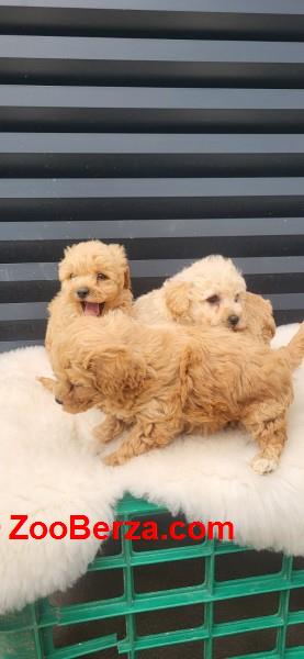 Maltipoo- bipoo
