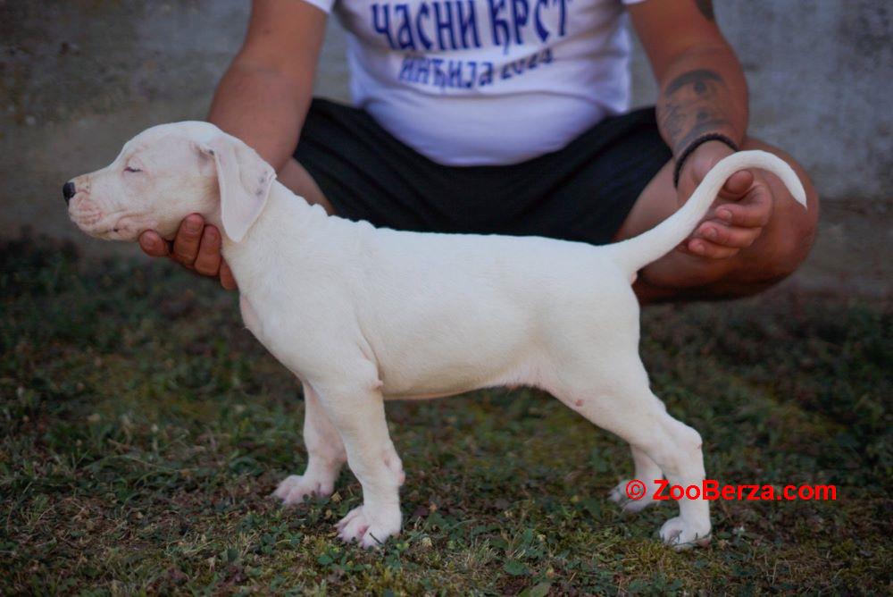 Dogo Argentino štenci