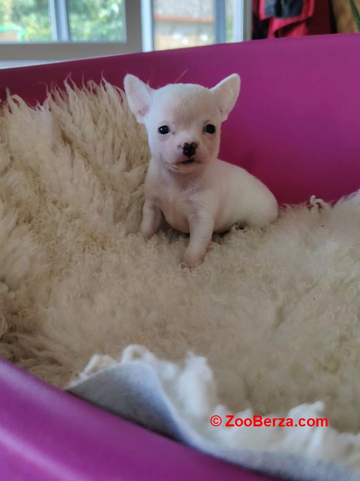 Mini CIVAVE  oba pola kratkodlaki i dugodlaki  