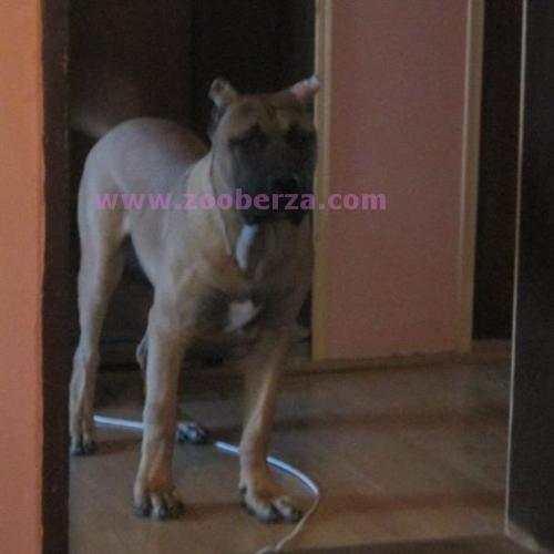 Dogo Canario