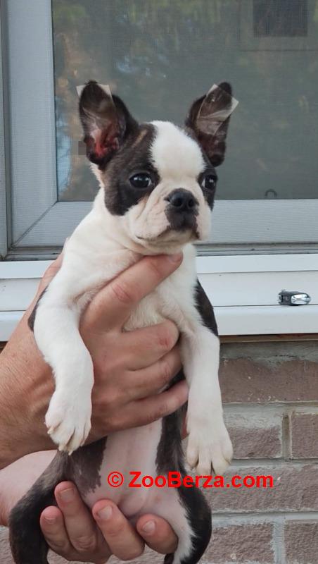 Boston terrijer zenkica