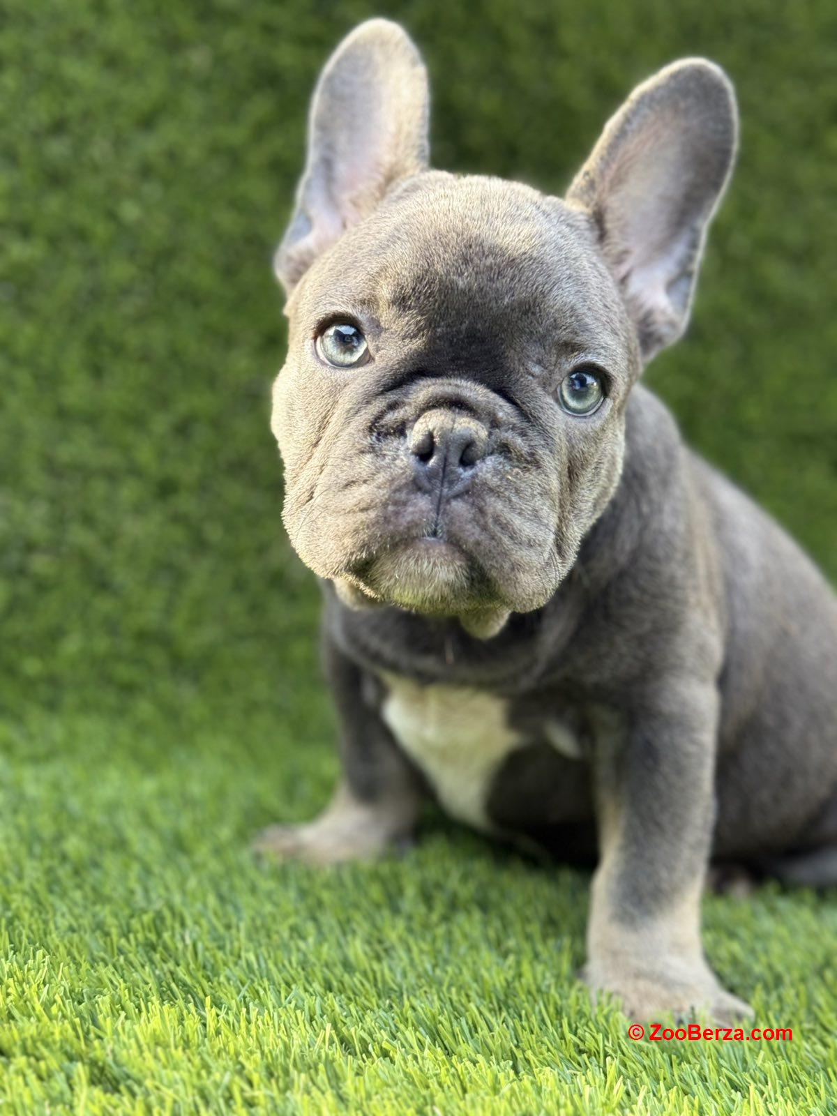 Francuski Buldog prelepi štenci