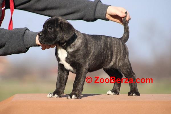 Cane corso štenci