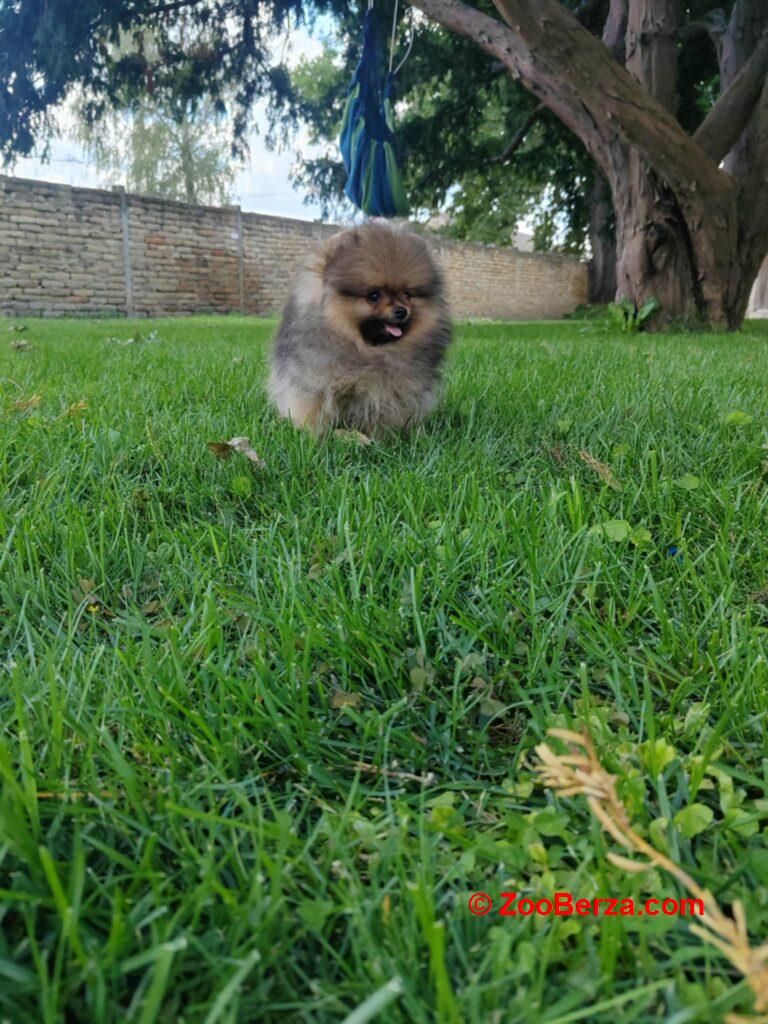 Pomeranac prelepi stenci