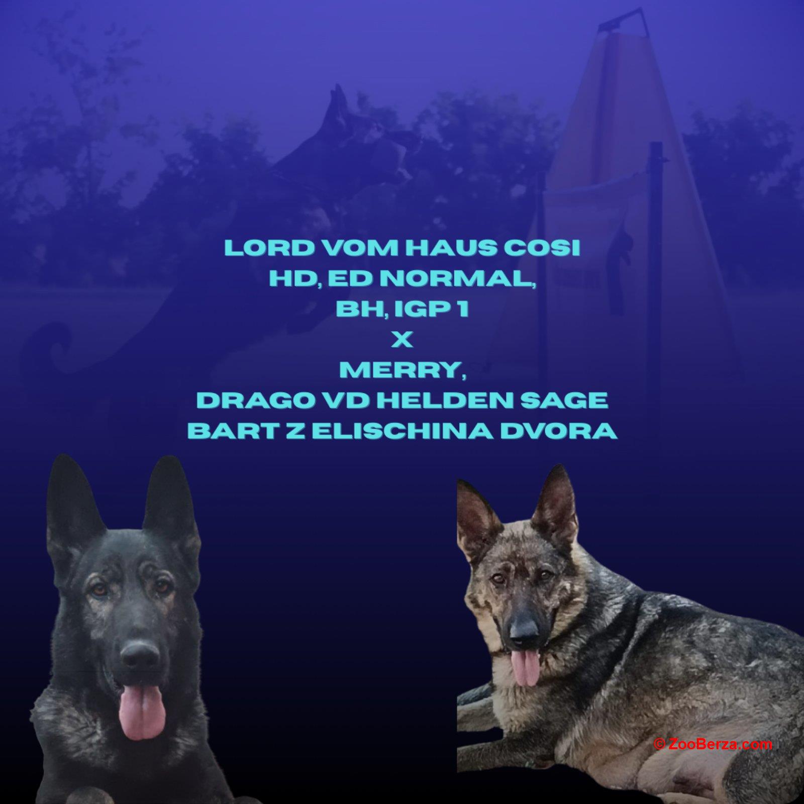 Nemački ovčar štenci 