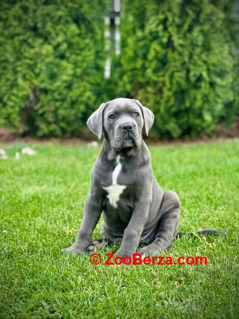 Cane Corso plavi mužjak TOP QUALITY