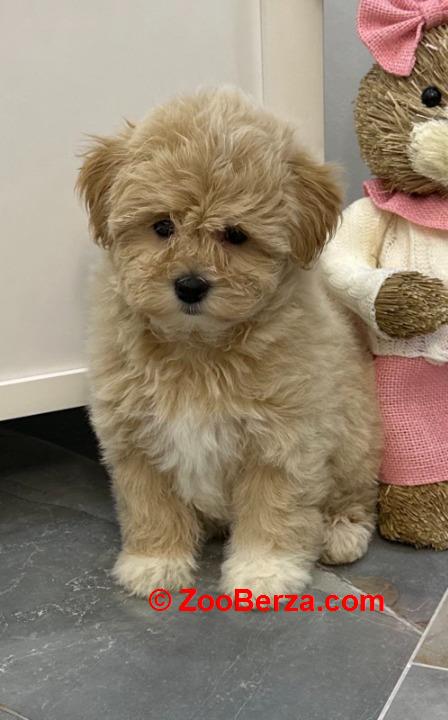 Maltipoo vrhunske genetike