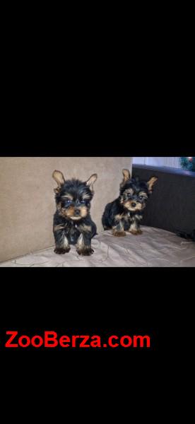 Jorksirski terijer stenci