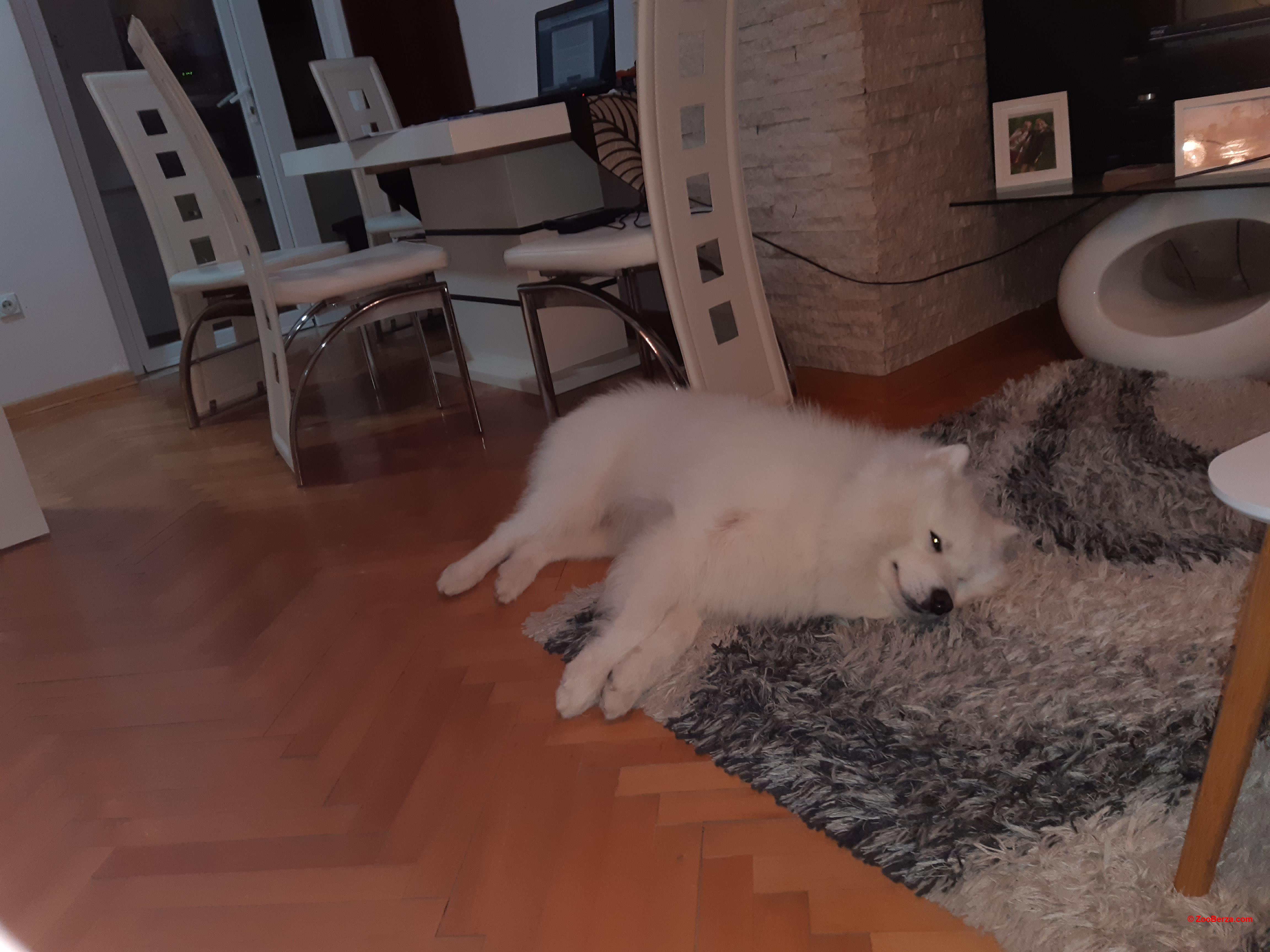 Parenje muzjak samojed