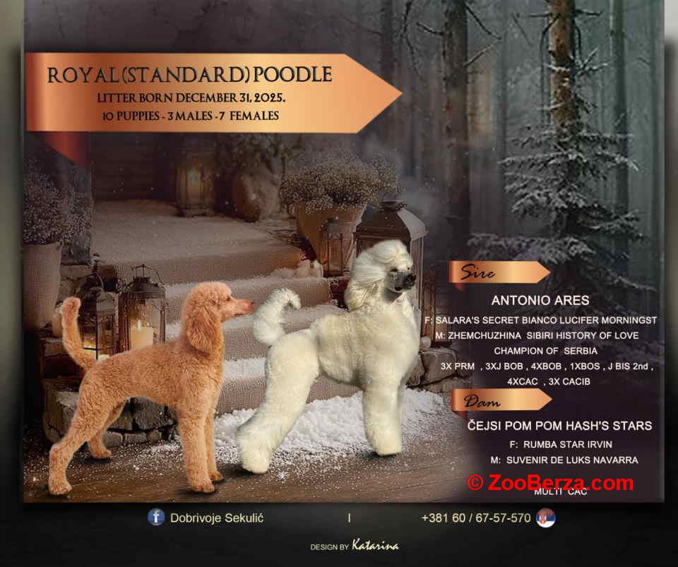 U ponudi štenci Kraljevske pudle vrhunskog porekla 