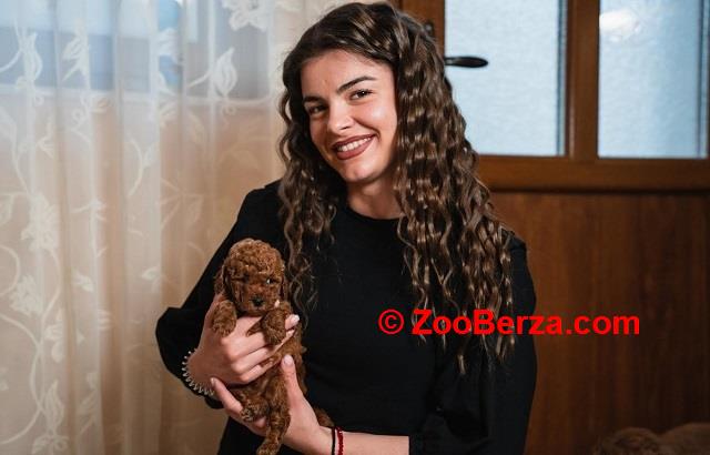 Crvene patuljaste i toy pudle